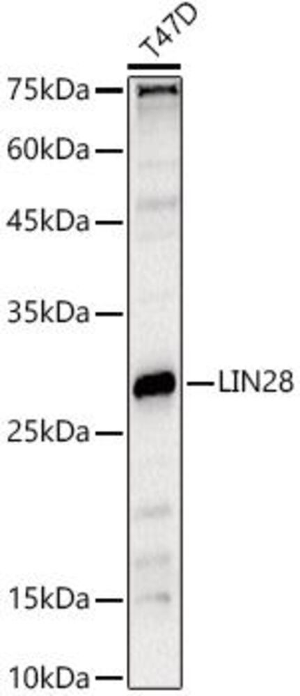 3C41.1, Antibodies.Com
