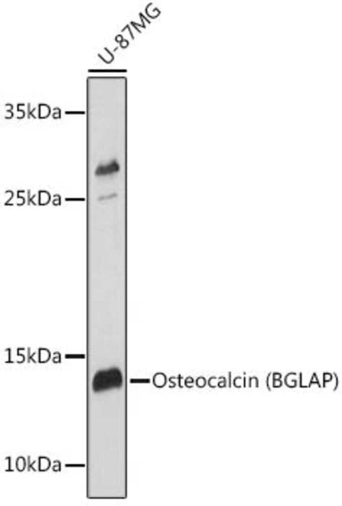 3C42.1, Antibodies.Com