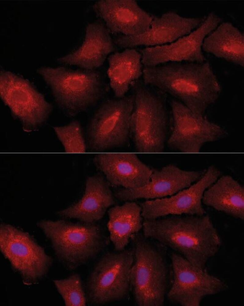 3C43.1, Antibodies.Com