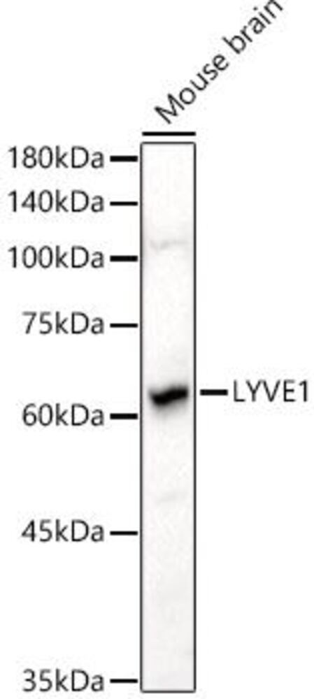3C44.1, Antibodies.Com