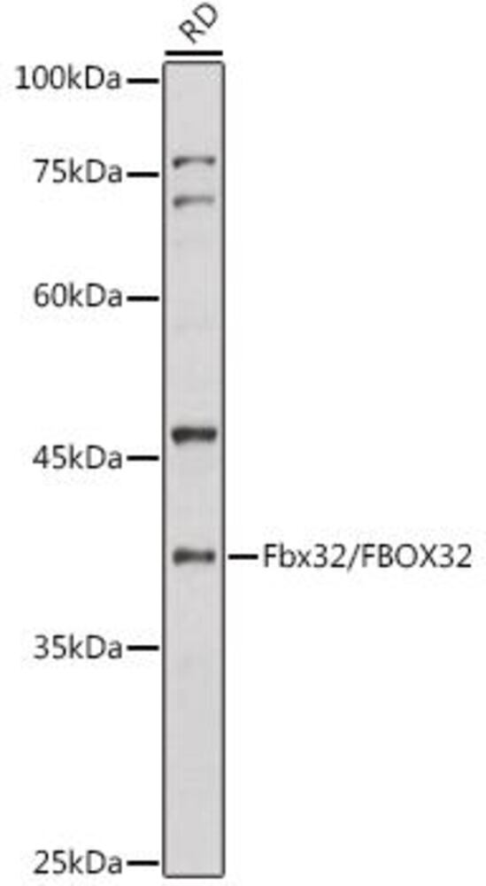 3C45.1, Antibodies.Com