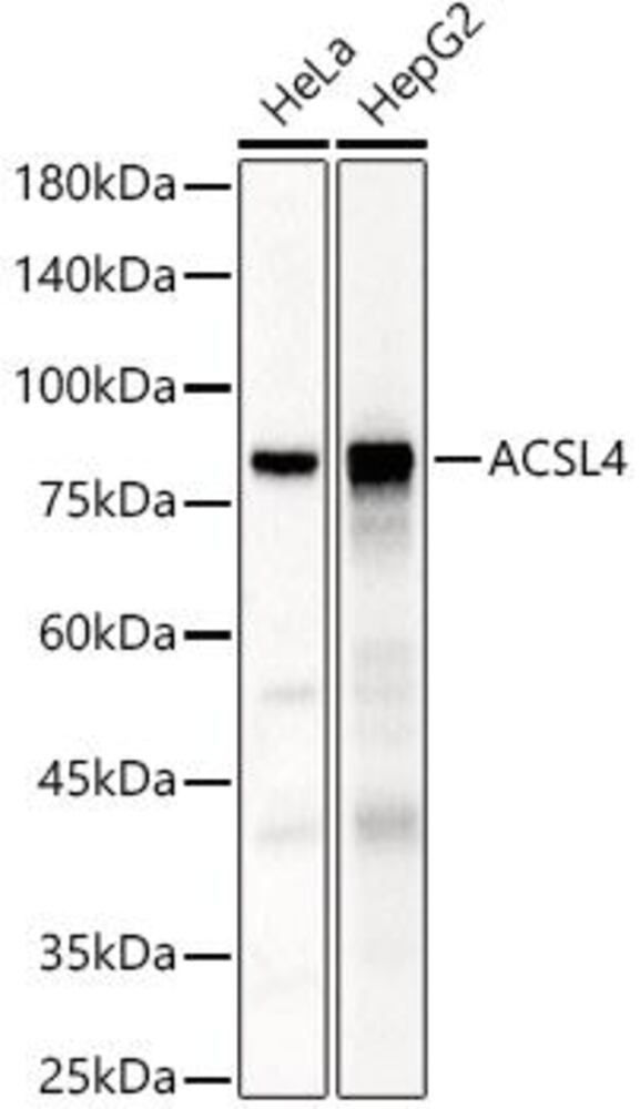 Anti-FACL4 Antibody