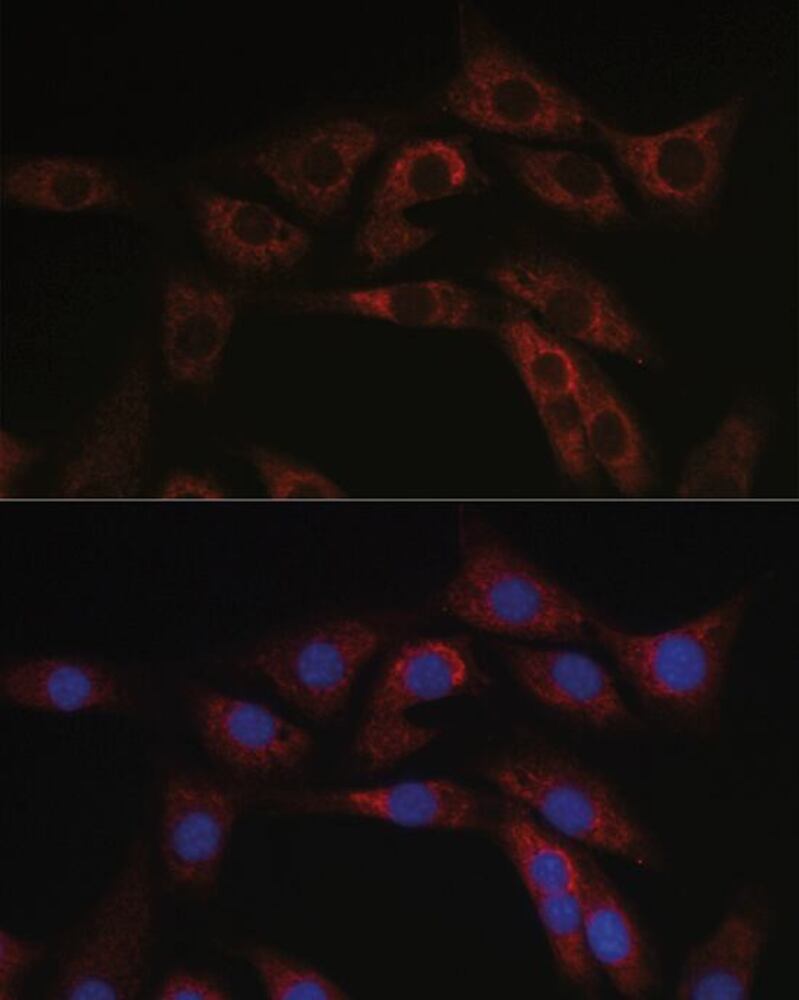 3C47.1, Antibodies.Com