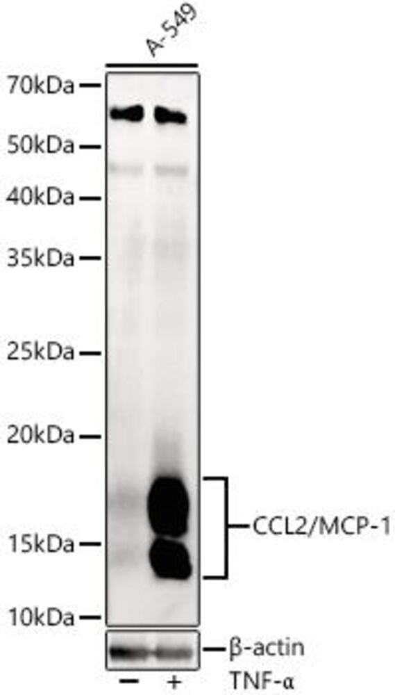 3C48.1, Antibodies.Com