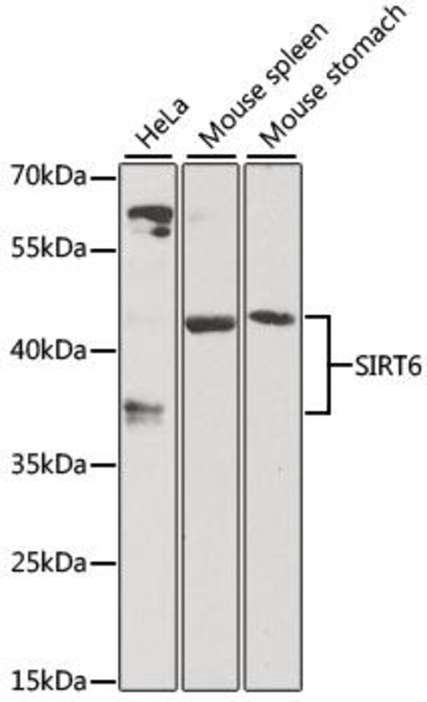 3C49.1, Antibodies.Com