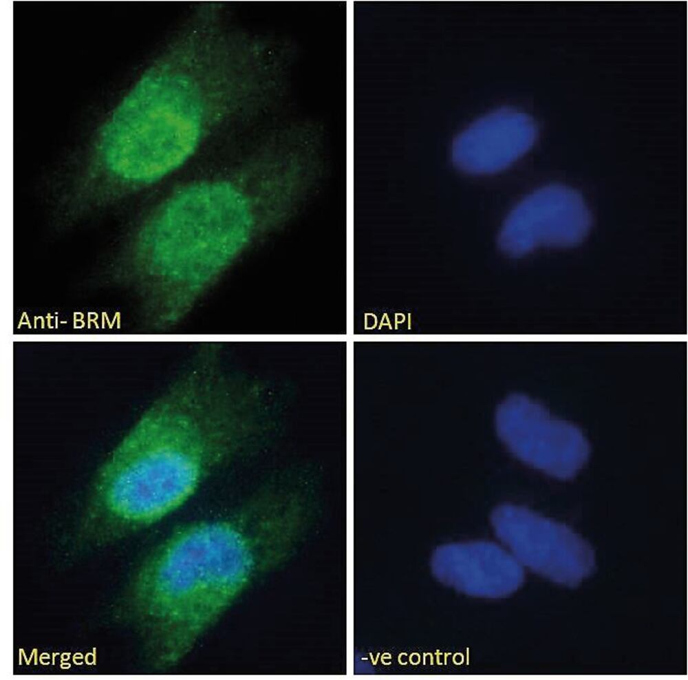 3C4A.1, Antibodies.Com