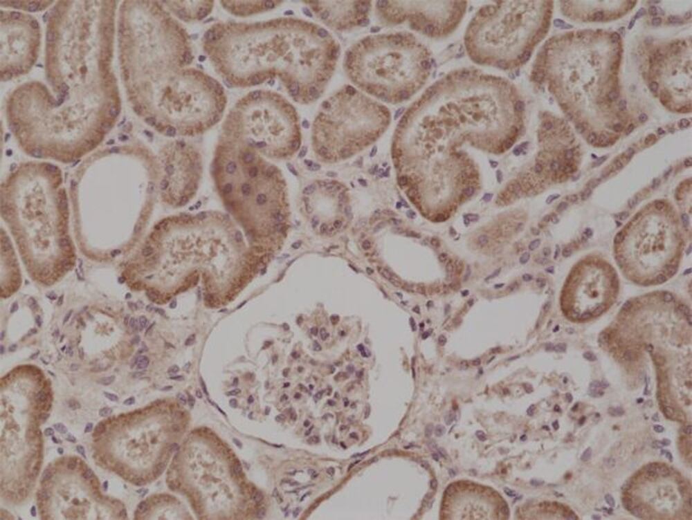 3C4C.1, Antibodies.Com