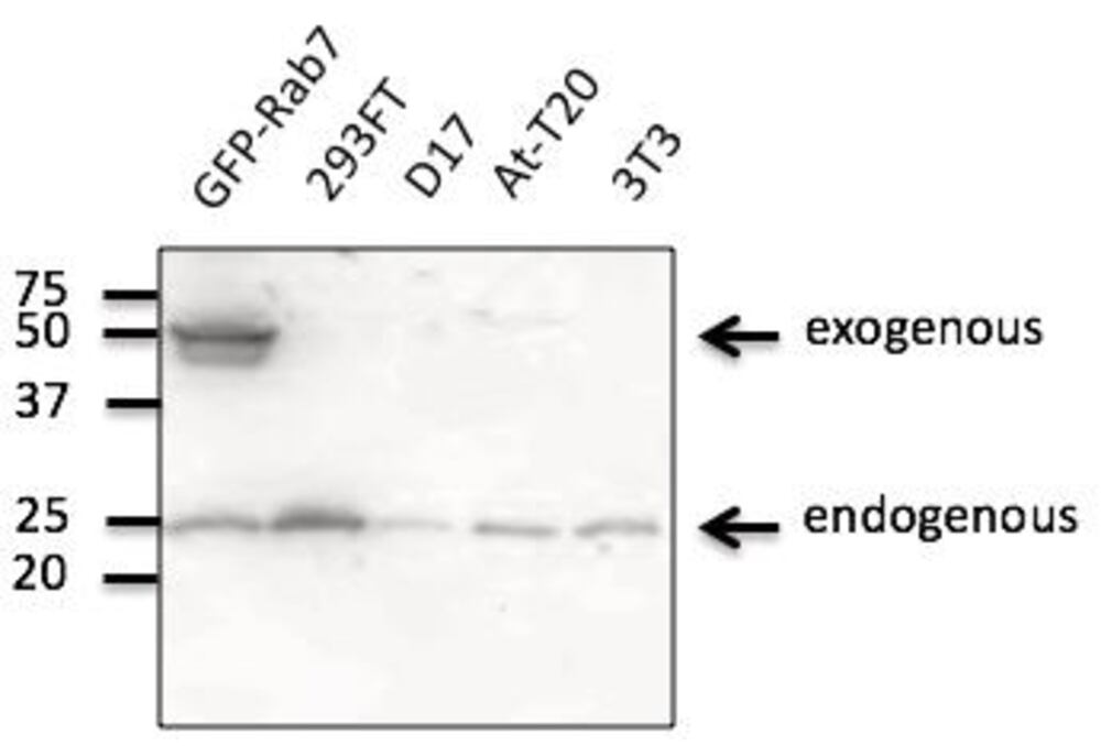 3C4E.1, Antibodies.Com