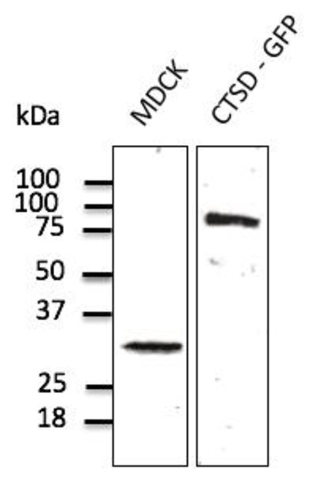 3C4H.1, Antibodies.Com
