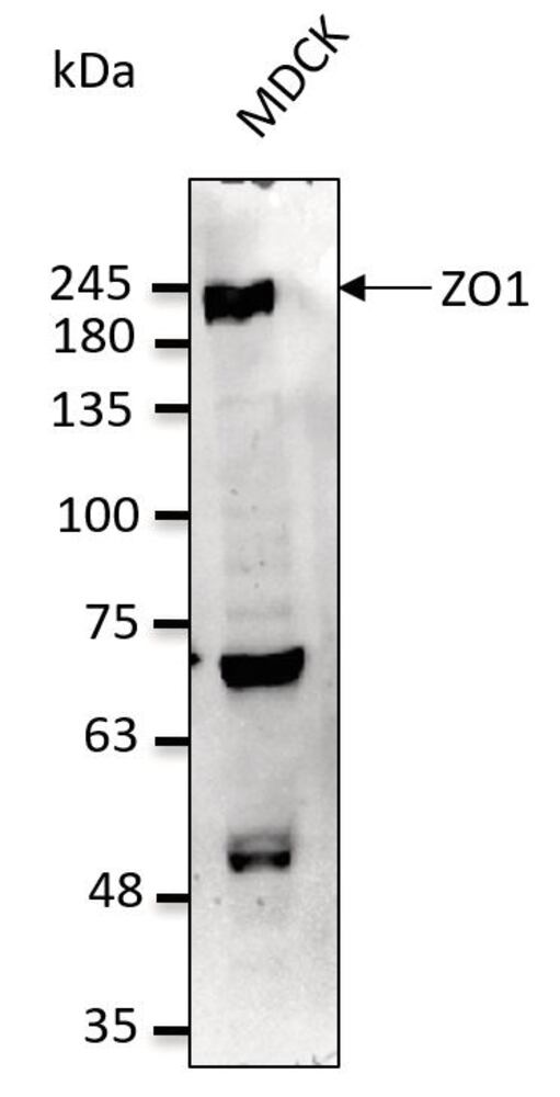 3C4K.1, Antibodies.Com