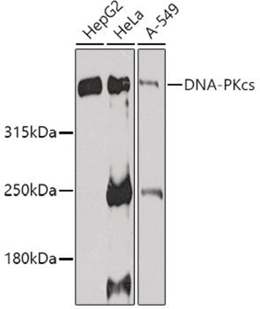 3C4L.1, Antibodies.Com
