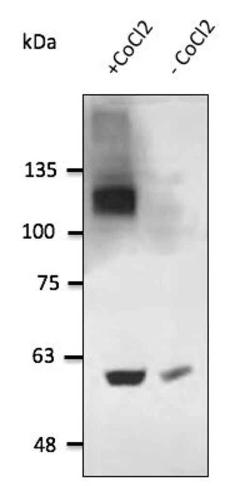 Anti-HIF-1 alpha Antibody