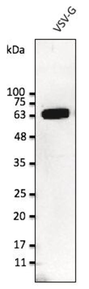 3C4T.1, Antibodies.Com