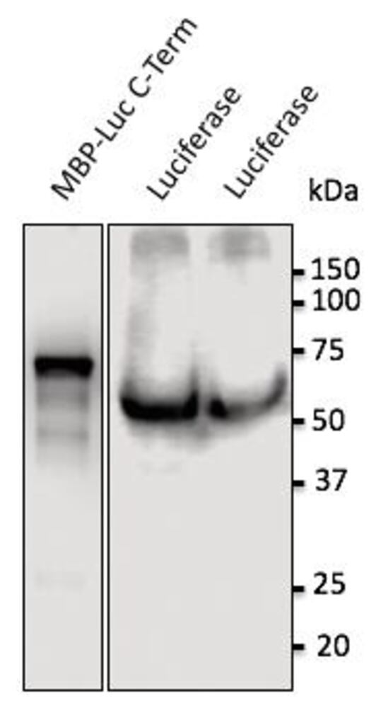 3C4X.1, Antibodies.Com
