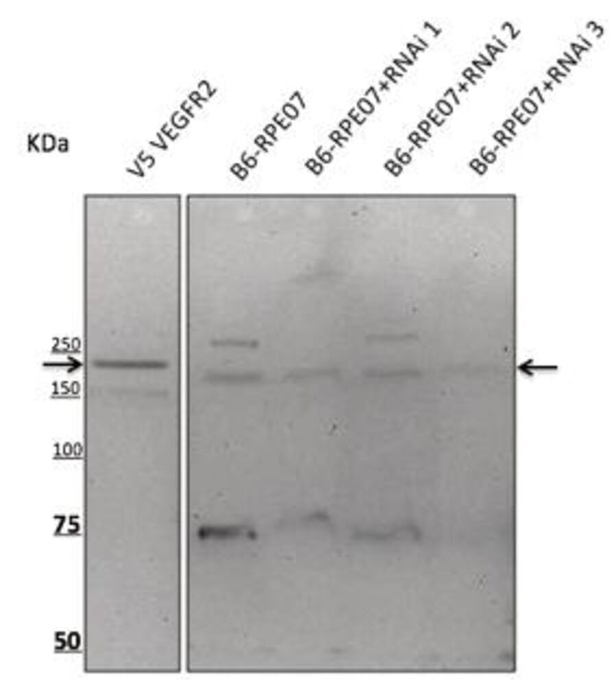 3C4Y.1, Antibodies.Com