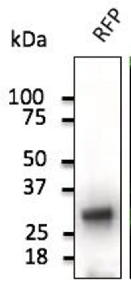 3C50.1, Antibodies.Com