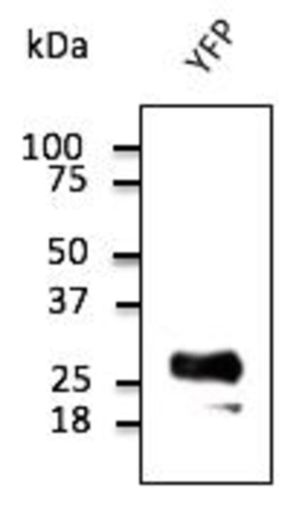 3C51.1, Antibodies.Com