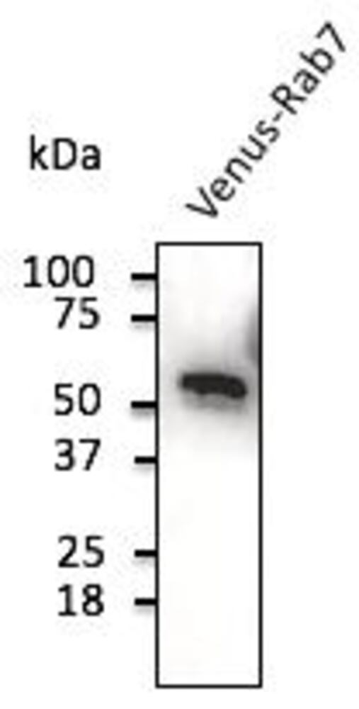 3C52.1, Antibodies.Com