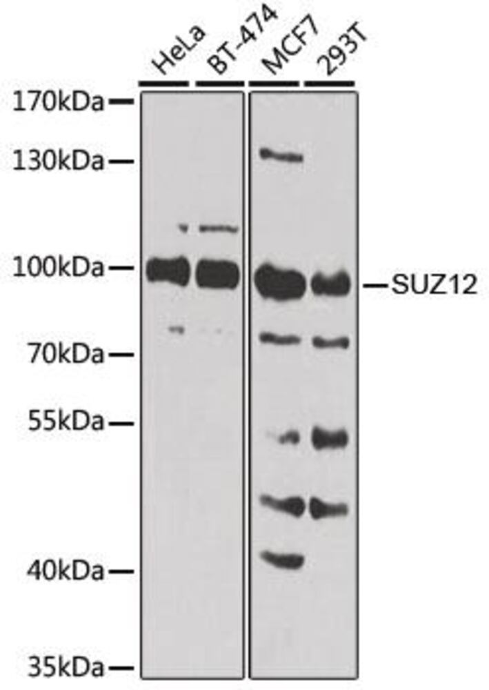 3C53.1, Antibodies.Com
