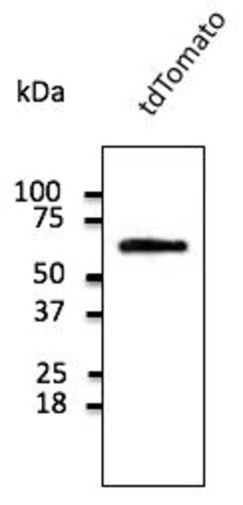 3C54.1, Antibodies.Com