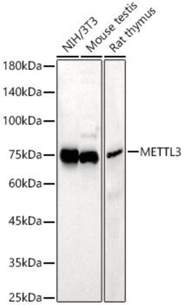 3C59.1, Antibodies.Com