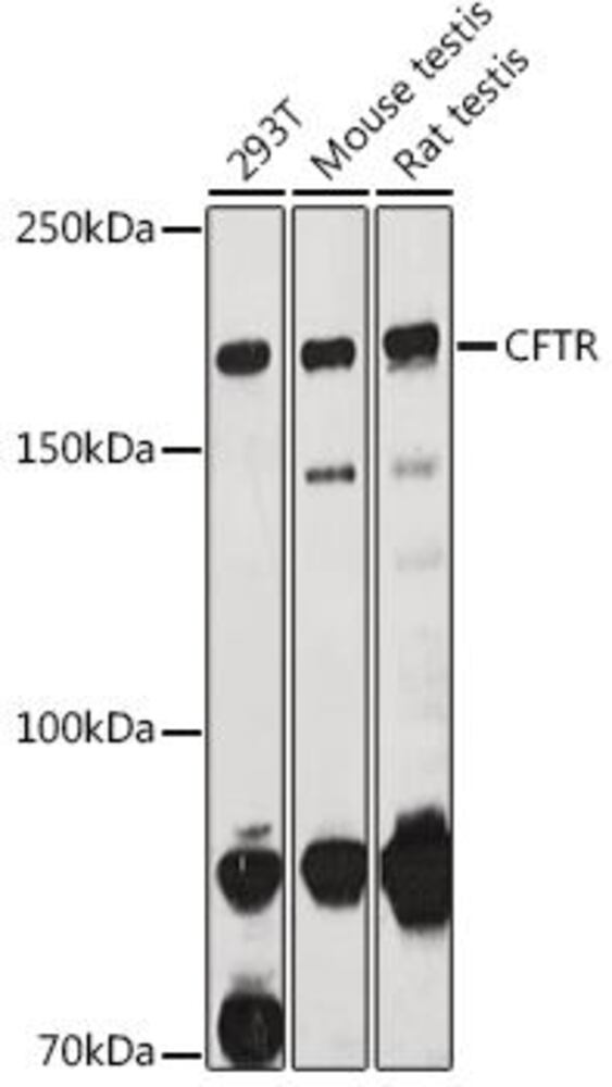 3C5A.1, Antibodies.Com