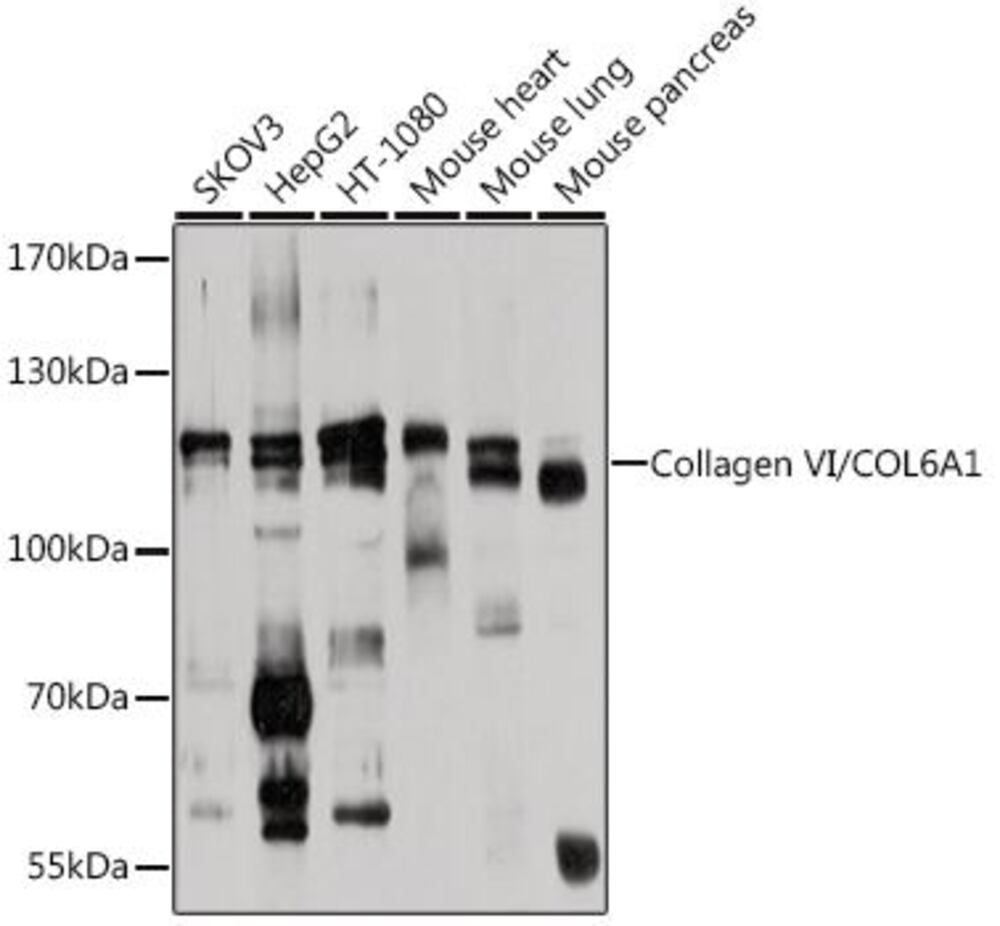 3C5E.1, Antibodies.Com