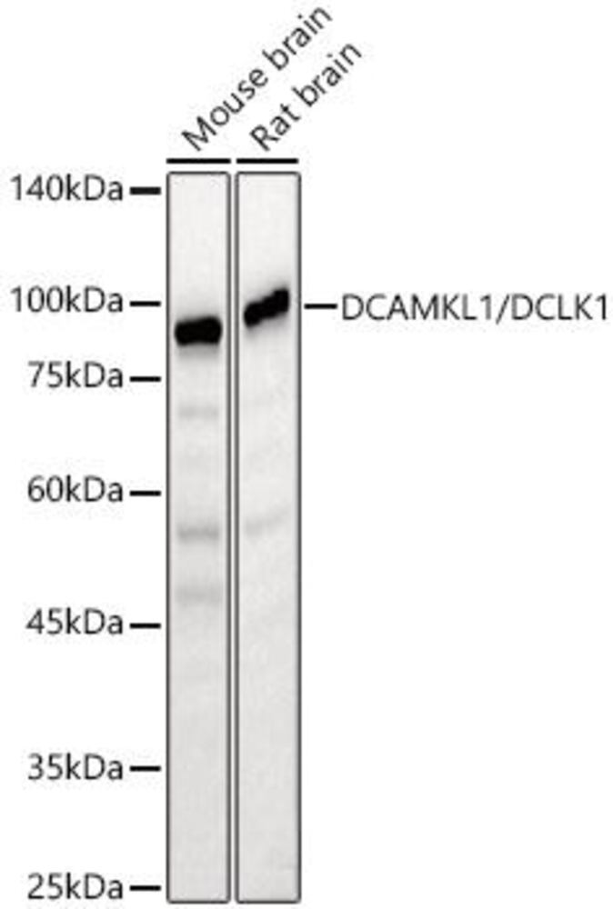 3C5H.1, Antibodies.Com
