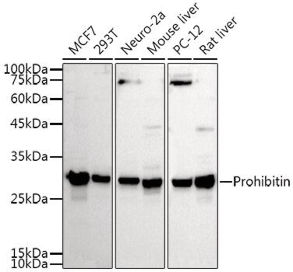 3C5K.1, Antibodies.Com