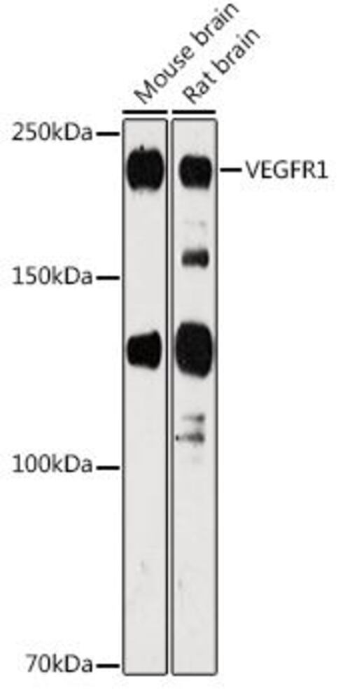 3C5L.1, Antibodies.Com