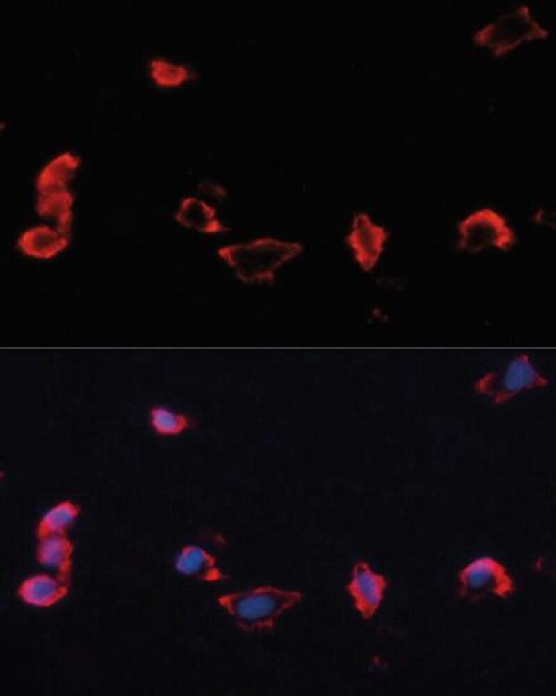3C5N.1, Antibodies.Com