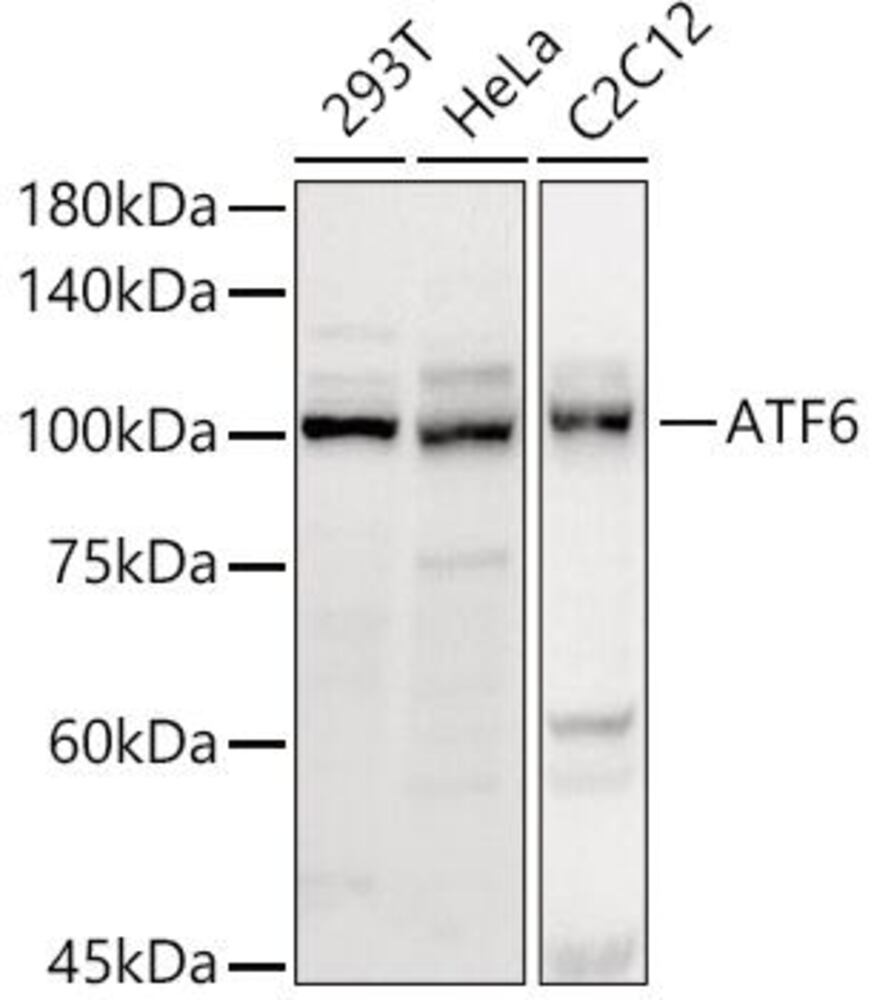 3C60.1, Antibodies.Com