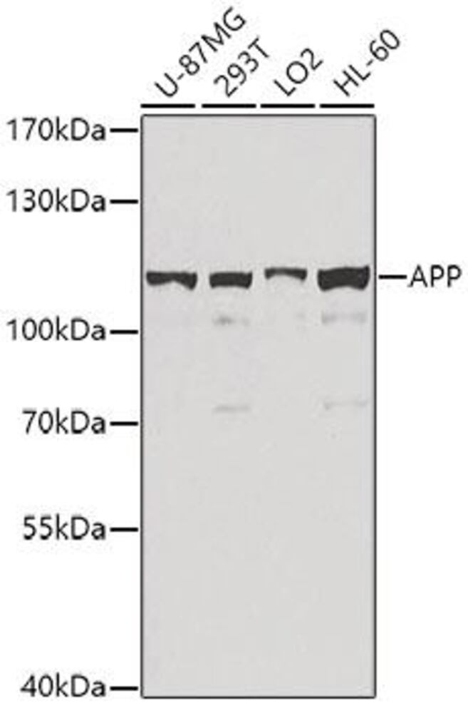 3C61.1, Antibodies.Com