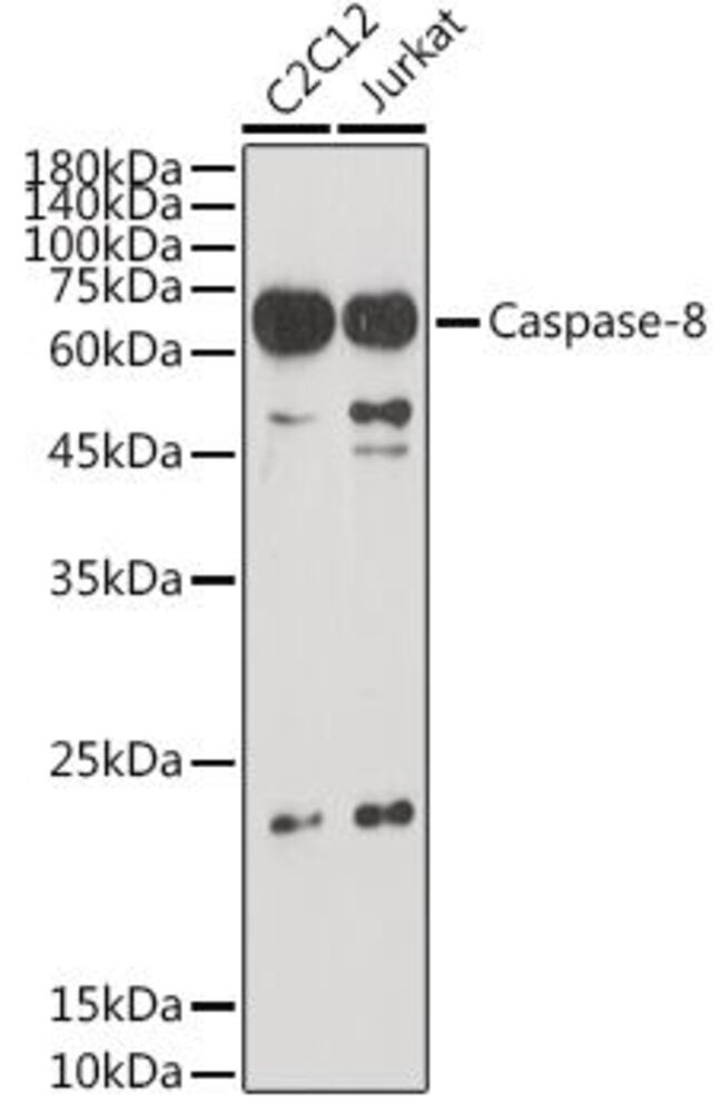3C62.1, Antibodies.Com
