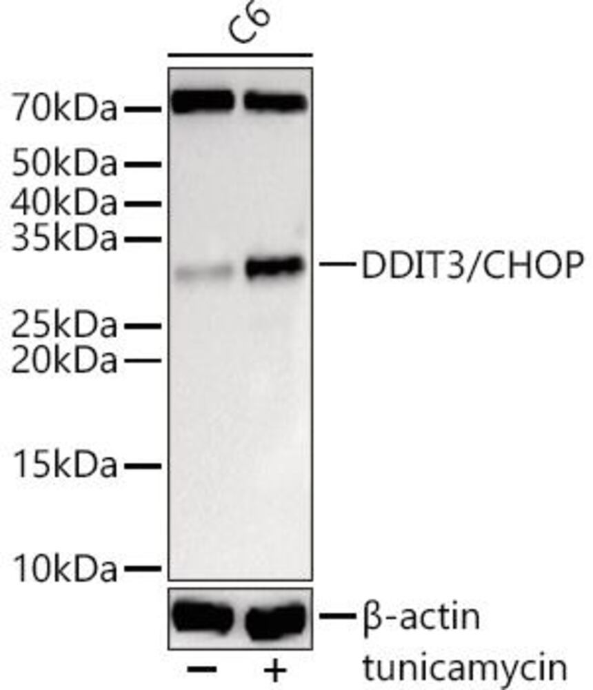 3C63.1, Antibodies.Com