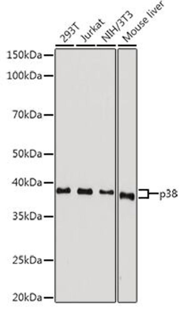 3C64.1, Antibodies.Com