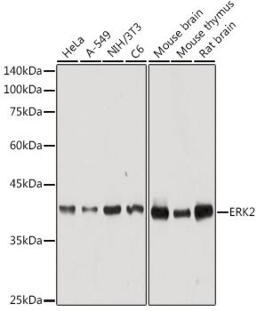 3C65.1, Antibodies.Com