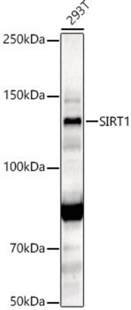 3C66.1, Antibodies.Com