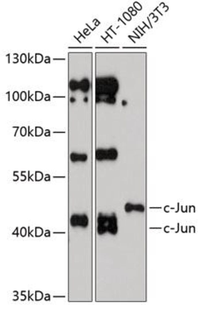 3C69.1, Antibodies.Com