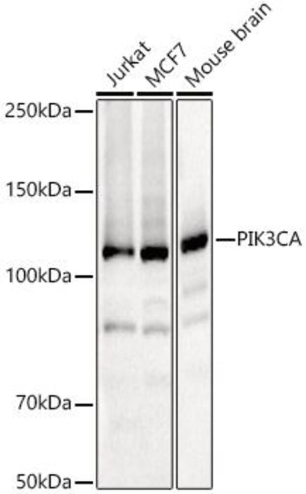 3C6A.1, Antibodies.Com
