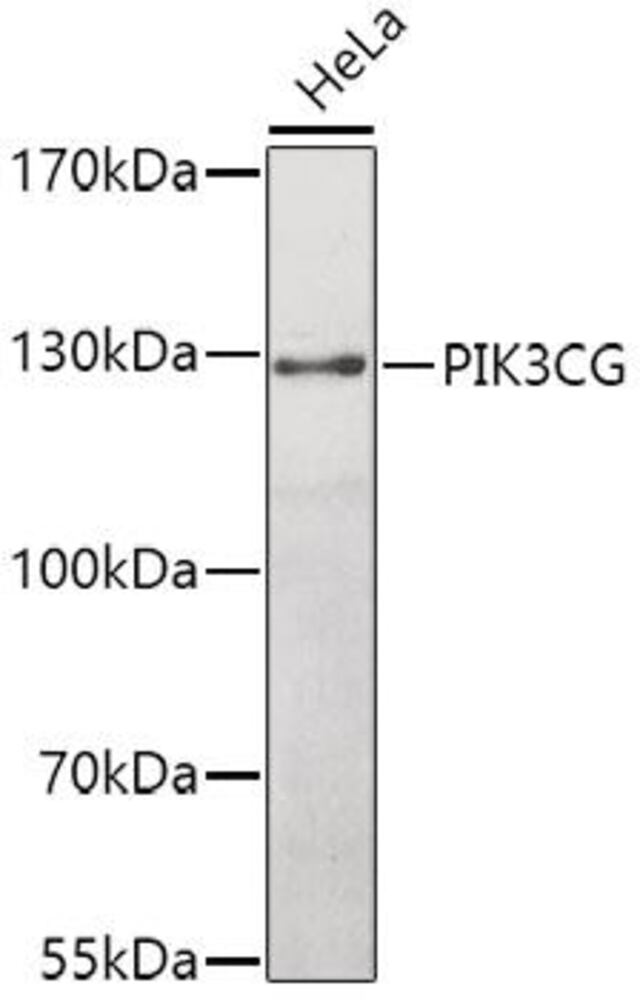 3C6C.1, Antibodies.Com