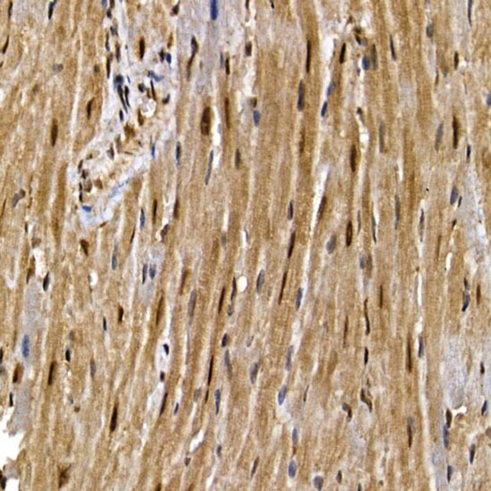 3C6E.1, Antibodies.Com