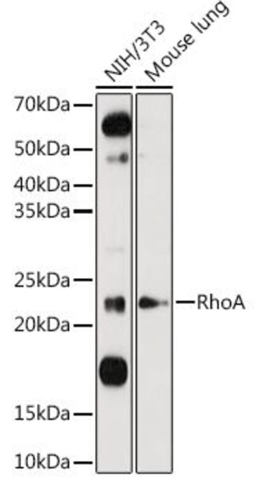 3C6H.1, Antibodies.Com