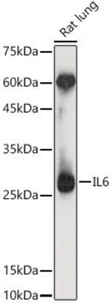 3C6L.1, Antibodies.Com