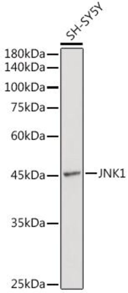 3C6N.1, Antibodies.Com