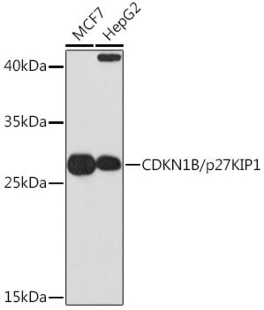 3C6P.1, Antibodies.Com