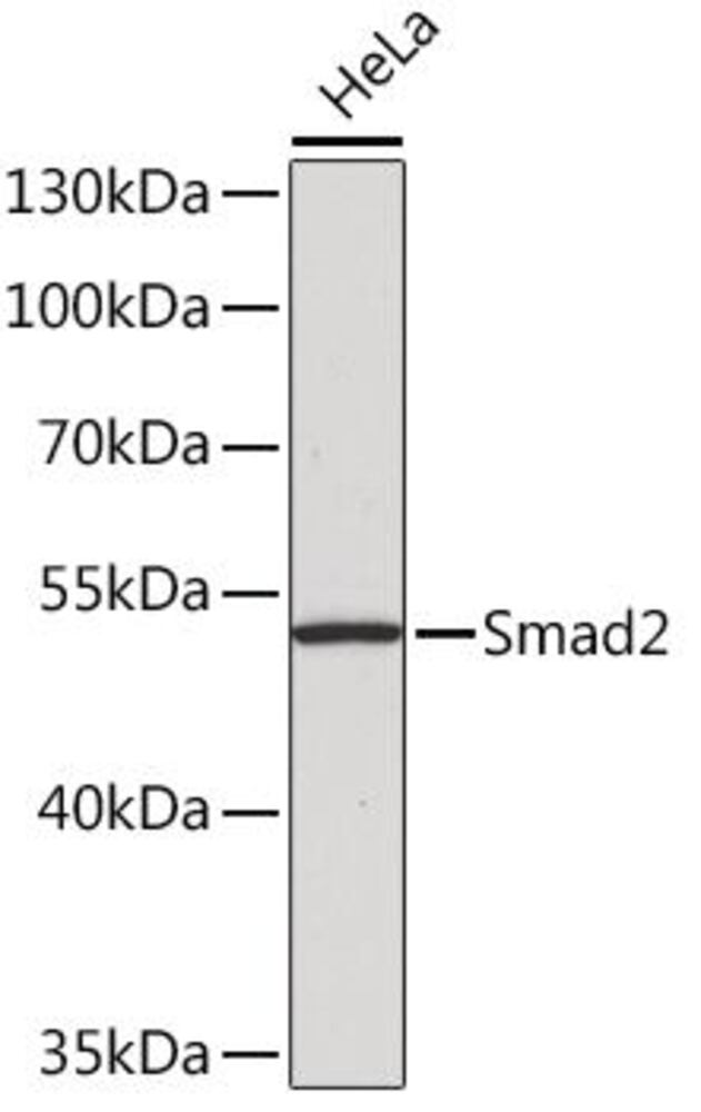 3C6T.1, Antibodies.Com