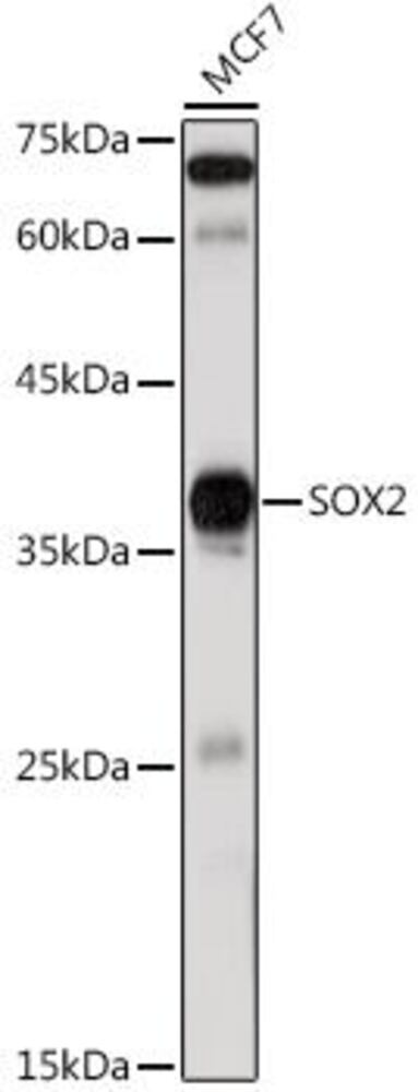 3C6X.1, Antibodies.Com