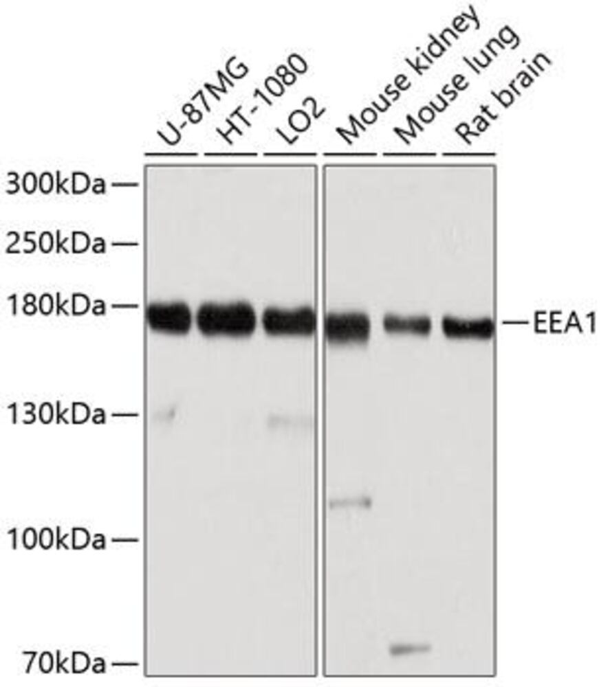 3C6Y.1, Antibodies.Com