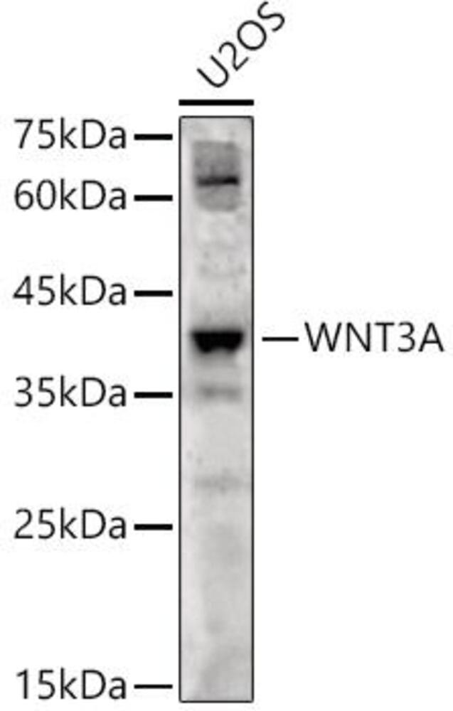 3C70.1, Antibodies.Com
